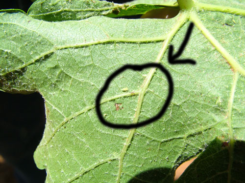 20090530_0029 20090530_0029