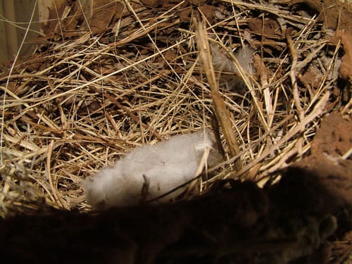 20090604_0216 20090604_0216