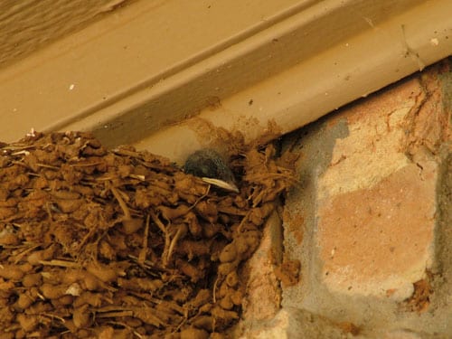 20090607_0003 20090607_0003