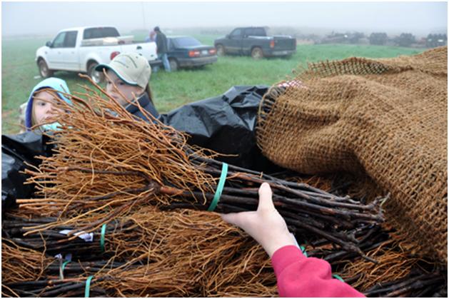  it is a little let down when you first see them, just bundles of sticks.