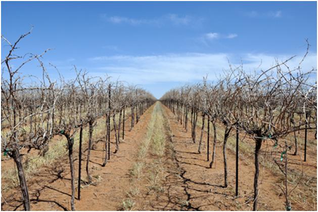 Looking down long row of Bingham Family Vineyards in early spring before bud break.