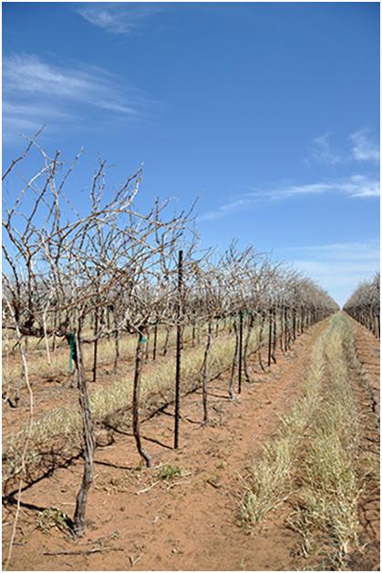 Rows of vineyards after pre-pruner has gone through.