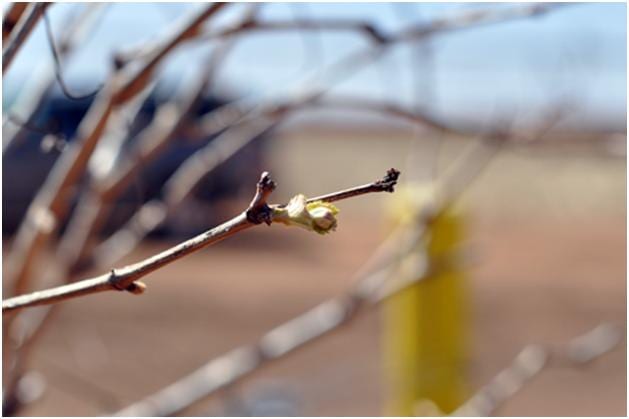 An early bud on a vine at Bingham Family Vineyards