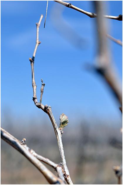 An early bud on a vine at Bingham Family Vineyards