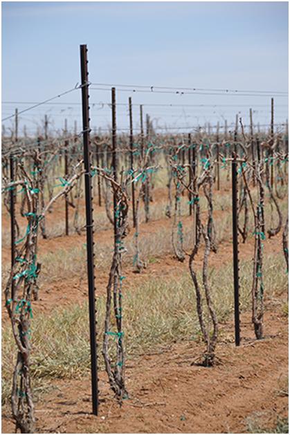 vines at Bingham Family Vineyards after pre-pruner has gone through the row