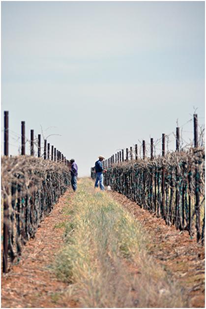 two farm workers working in the vineyards at Bingham Family Vineyards doing early spring pruning