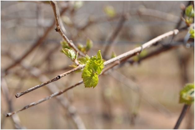 young buds in early spring on the vines at Bingham Family Vineyards