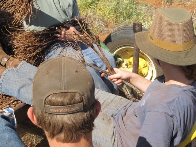 planting Grapes at Bingham Family Vineyards