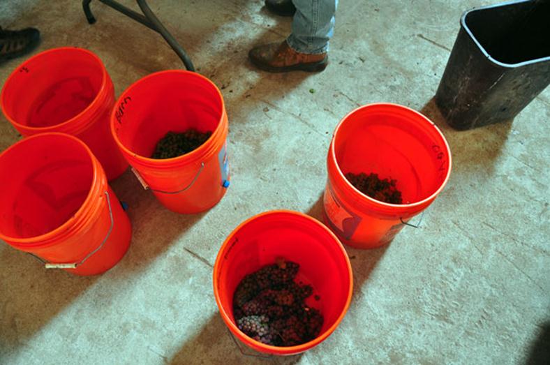 Home Depot orange bucket marked with black Sharpe to denote what type of grapes have been put into the bucket for testing to see if they are ready for harvest. Some filled with grapes.