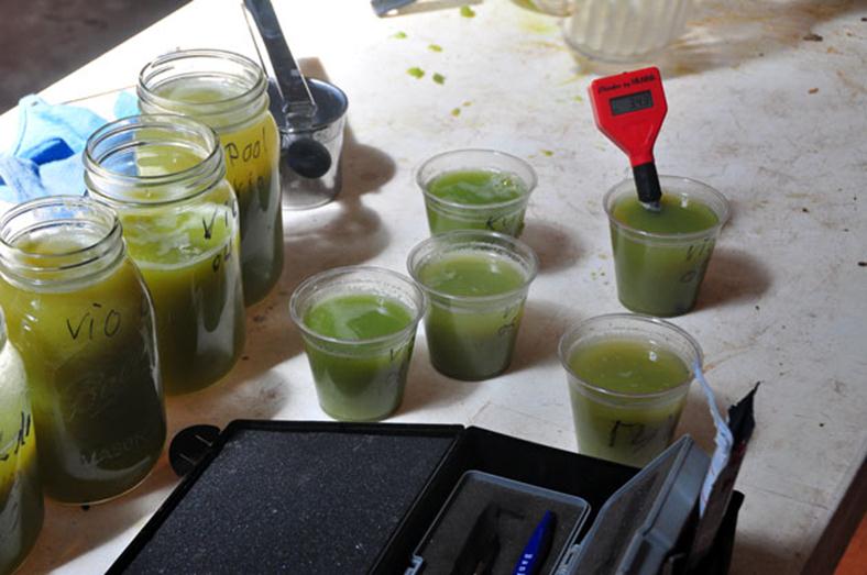 Jars of grapes juice being tested for brix and pH.