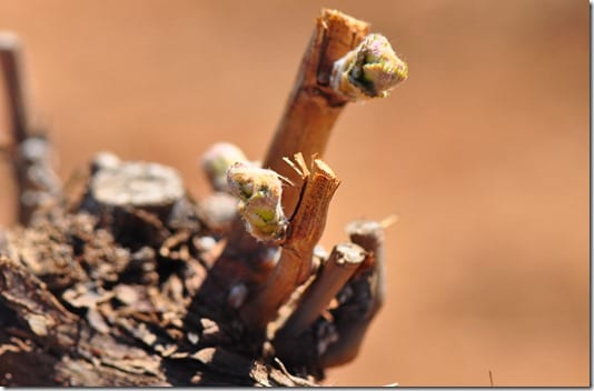 14.04.08_Vineyards_001web 14.04.08_Vineyards_001web