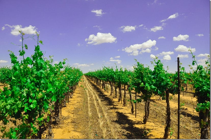 14.05.27_Vineyard_025web