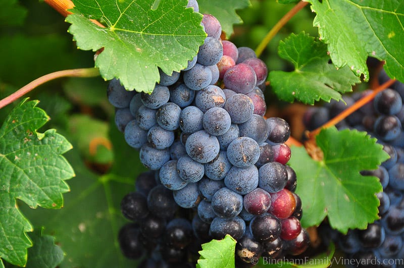 14.08.01_Vineyards_038-web | Bingham Family Vineyards 14.08.01_Vineyards_038-web