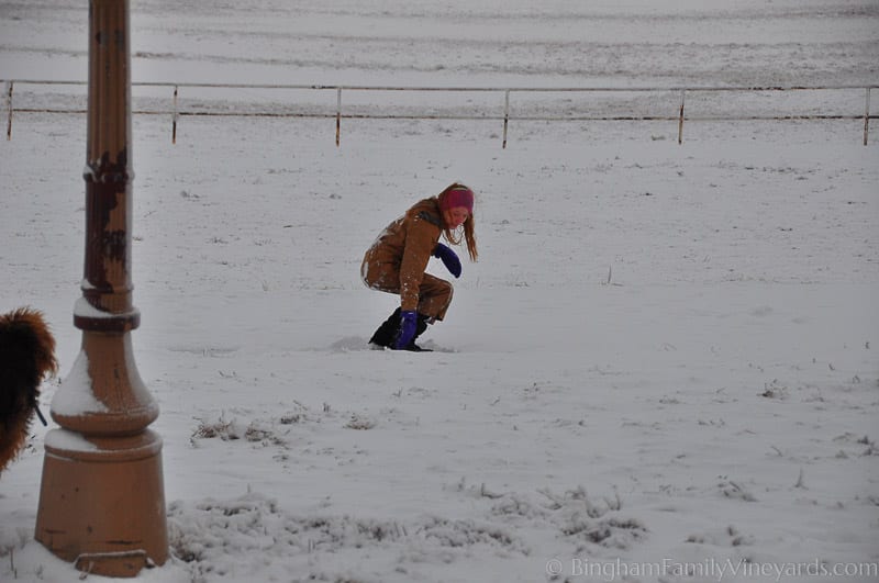 15.01.03_untitled_001-web | Bingham Family Vineyards 15.01.03_untitled_001-web