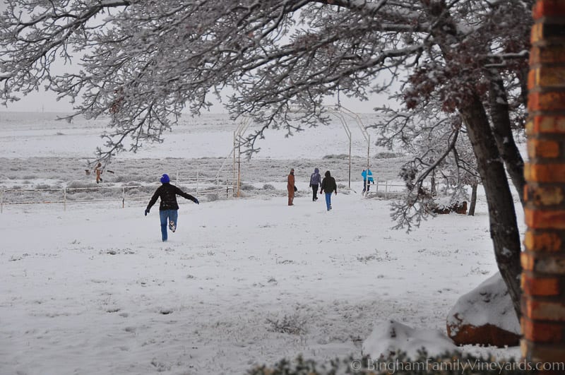 15.01.03_untitled_010-web | Bingham Family Vineyards 15.01.03_untitled_010-web