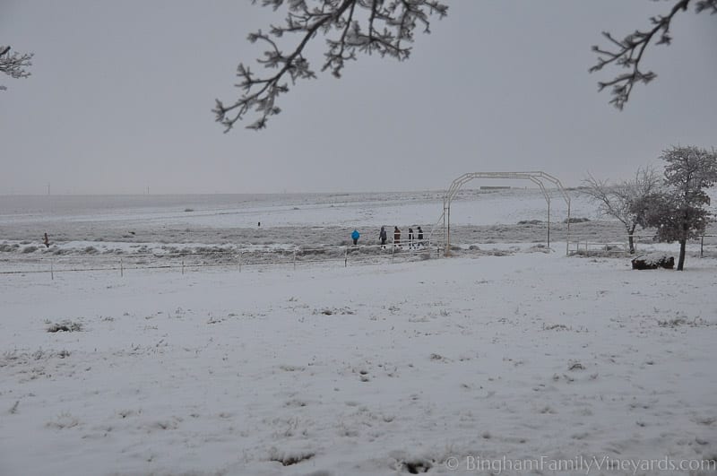 15.01.03_untitled_012-web | Bingham Family Vineyards 15.01.03_untitled_012-web